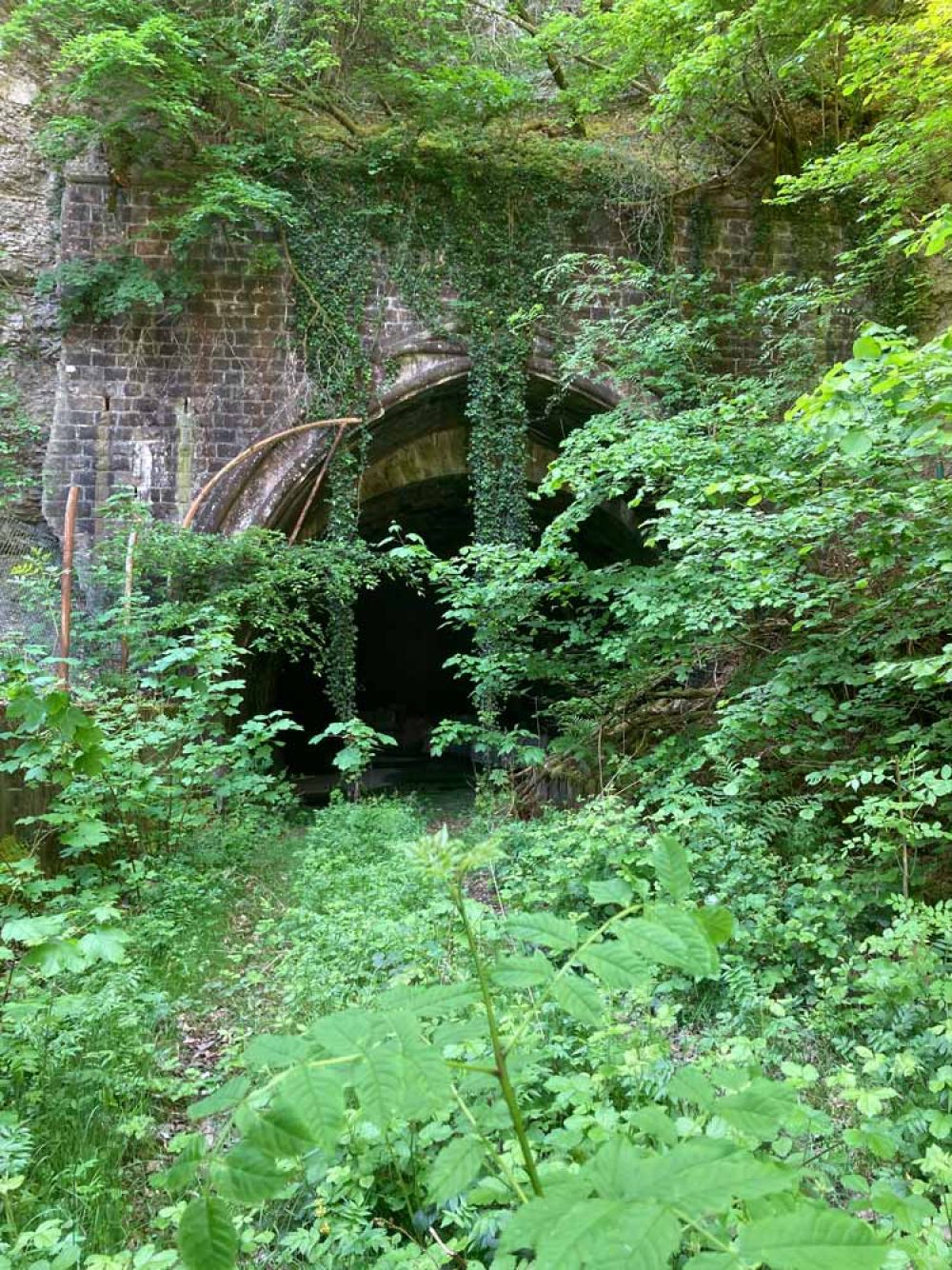Verwilderter Karlsbergtunnel am Goldfischpfad